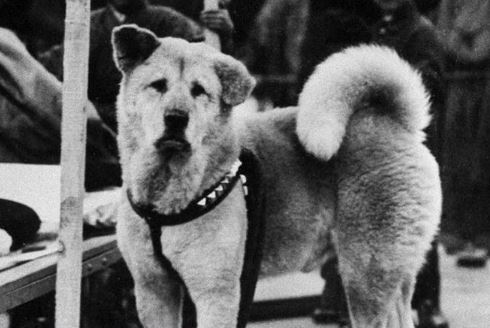 Hachiko